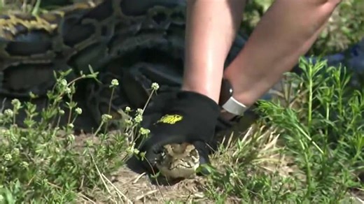 Florida officials to announce dates for 2026 Florida Python Challenge