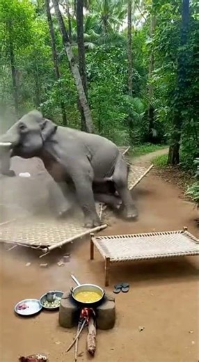 Wild Elephant Destroys Jungle Hut in Seconds |😱 Shocking Real Village Attack Caught on Camera