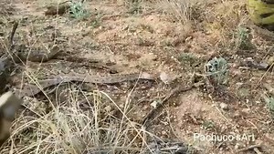 WATCH OUT! Snake season is here 🐍🐍🐍 which means you have to be extra careful when you're out in rattlesnake territory! One Fox 10 viewer decided to get REALLY up close and personal with one in the desert 🐍🌵 Courtesy: Pachuco's Art | FOX 10 Phoenix