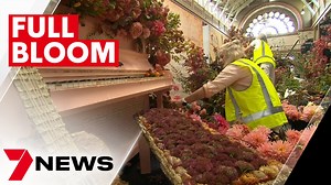 Millions of flowers are blooming in and around the Royal Exhibition Building for the start of the Melbourne International Flower & Garden Show. The five day spectacular is the biggest in the event's 28 year history. 7NEWS at 6pm | More local news: www.7NEWS.com.au/news/vic #7NEWS | 7NEWS Melbourne