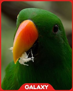 571 reactions · 59 shares | Earth has its own music, beautiful scenes and creatures. Let's protect them. 列曆 Learn how you can do your part: https://www.earthday.org/earth-day-2021/ #EarthDay2021 #Galaxy #Mauritius #ProtectTheEarth #RestoreTheEarth | Galaxy | Facebook