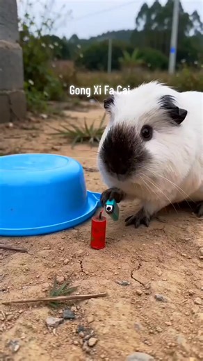 Gong Xi Fa Cai: Celebrating the Year of the Guinea Pig