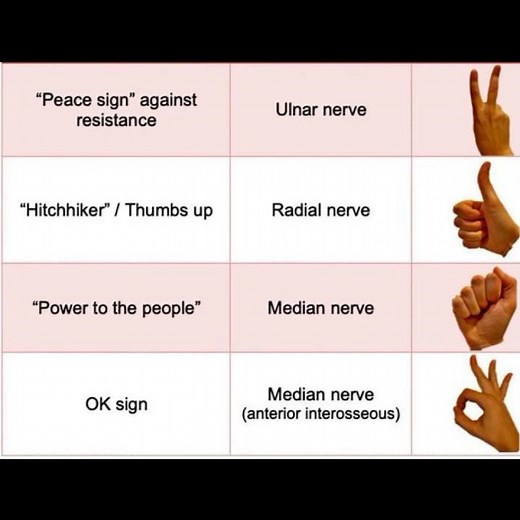 Ulnar Median radial nerve function #ulnarnerve #mediannerve #radialnerve