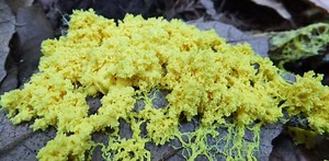 À la rencontre du blob, cette étonnante créature unicellulaire