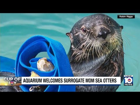 Baby sea otter, mom make debut at California aquarium