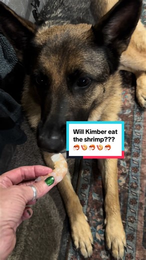Giving My Dogs Shrimp: A Hilarious First Taste Reaction