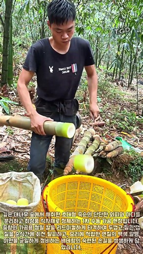 칼각 타격! 대형 죽순 고속 탈피 및 마디 정비 공정 #worker #process #bamboo #harvest #nature