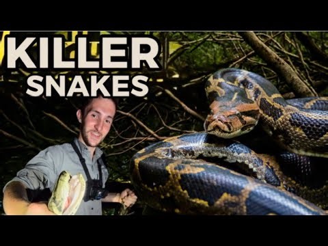 Florida’s Invasive Apex Predator - The Burmese Python - Chasing Giants