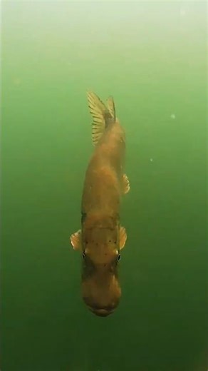 Why isn’t he biting 😭?? #pike #fishing #underwater