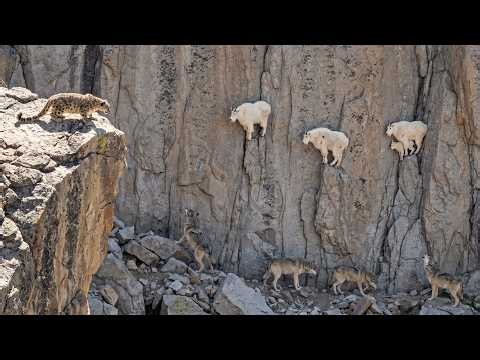 Mountain Goats Outsmart Predators on the Steepest Cliffs