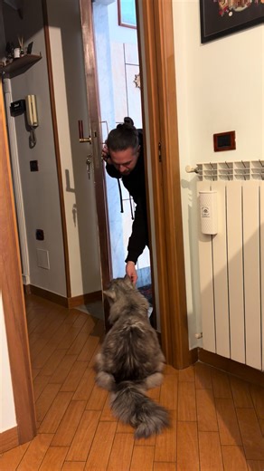 Saluti Struggenti tra Papà e Maine Coon