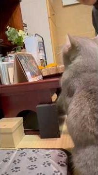 A very warm morning... The cat calls Grandma from the second floor... Says hello to Grandpa, eats...