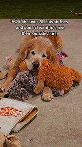 His emotional support stuffies 🥹🧸 I posted this to my stories and it's got so much love so I figured it deserved a permanent spot on here ❤️ #goldenretriever | Sammy The Golden Retriever