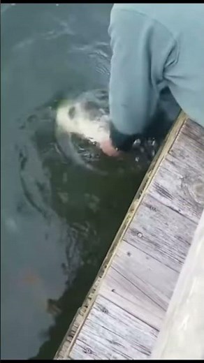 Guy catch’s 20 pound bass with hand #crazy #fishing #notmine