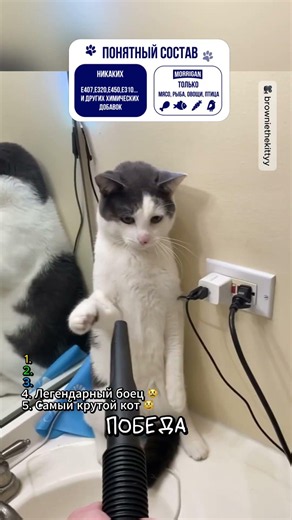 TOP 5 Videos of Cats and Vacuums 😹