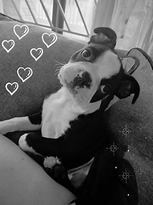 Day 9 of my black and white. Today belongs to little Thor, 9 weeks old today and already ruling the house with a wag, a wiggle, and the kind of chaos that only pure love can create. Since he arrived, the walls laugh louder, the days feel softer, and every corner of our home holds a tiny spark of joy with puppy paws attached. He’s a reminder that life doesn’t need to be perfect, just playful. That happiness can come in small packages with big attitudes and even bigger hearts. Here’s to Thor, the 