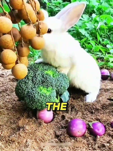 The Rabbit Who Loved the Gardener: A Heartwarming Tale