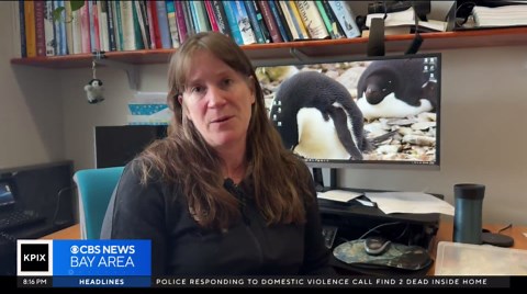 Earth's emperor penguin population plunges, new report shows