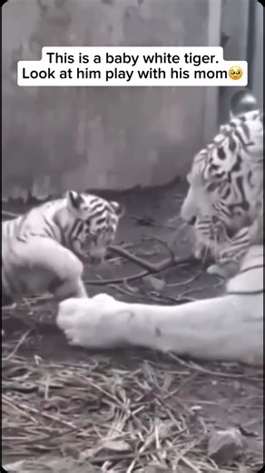 Tiger Rescuers on Instagram: "White tigers are a rare color variation of Bengal tigers caused by a recessive gene. They are not a separate species but a genetic rarity, with only a few hundred in captivity and even fewer in the wild. White tiger cubs inherit their striking white fur with dark stripes when both parents carry the recessive gene. While they are just as strong and capable as orange tigers, their light coloration makes camouflage difficult in the wild, contributing to their rarity ou