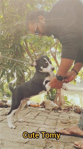 so cute 🥰 indian breed puppy, #pets #desi #pets shorts #dog