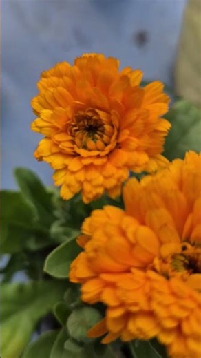 Calendula flower #terracegarden #gardening #greenrooftop