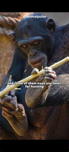 Chimpanzee use tools to hunt #chimpanzee #chimp #primat #animals #animalsoftiktok #animalfacts #animaldocumentary #wildlifedocumentary #wildlifephotography #fypシ #foryoupage❤️❤️ #trend #animalpulse