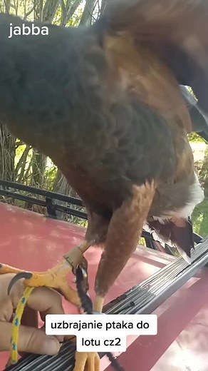 Hawk Interaction and Training Tips