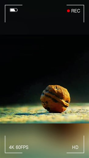 Crows Use Cars to Crack Open Nuts for Food