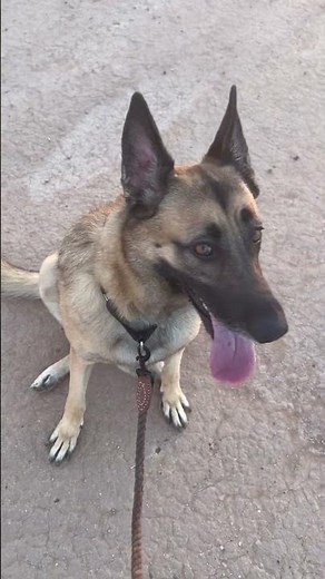 Video of adoptable pet named Ruby (Courtesy post)