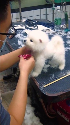 #chó#chóphốcsóc chó Chó Phốc Sóc Mini Funny and Cute Pomeranian cute animals