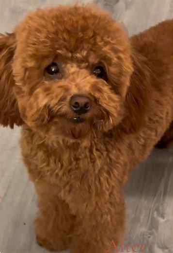 ✂️🤎 #dogs #caniche #canichetoy #poodle