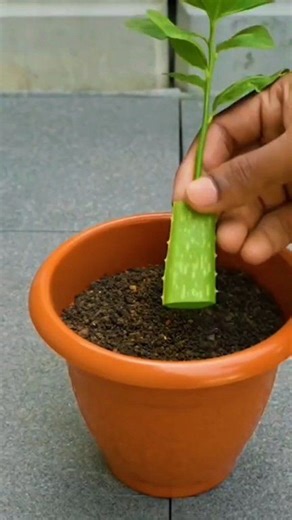 Forget expensive rooting powders—fresh aloe gel is a natural antifungal and growth booster. 🌱 This simple hack ensures your plant cuttings grow strong roots every time! ☀️ Perfect for home gardeners and seniors who love organic solutions. 🚀 Turn on captions for more global gardening secrets! ​ ​#AloeVeraHack #PlantPropagation #OrganicGardening #HomeGarden #GardeningTips #Shorts" | propagate farm