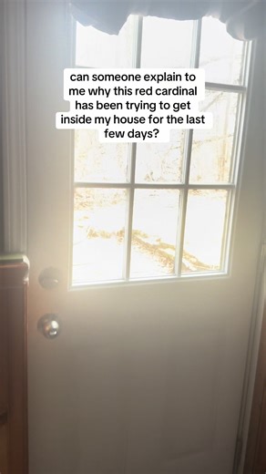 Why Is This Red Cardinal Hitting My Windows?