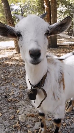 Goat Bell Sounds (Peaceful Walk on a Sunny Farm Day)