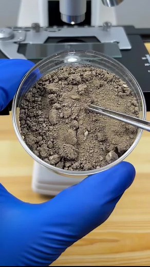 😍😍😍 #microscopechallenge #microscopes #microscopetiktok #microscopics #microscopic #microscopy