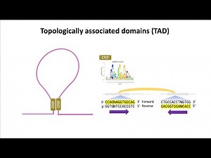Topological Associated Domain(TAD) / CTCF의 방향성 - 후성유전체학