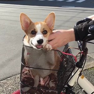 This adorable corgi loves to go on bike rides 😍 13/10 would go on adventures with. Credit: Crumpetthecorgi | Imgur