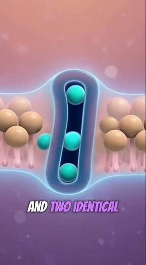 nside Microanatomy: High-Resolution Scientific Animation