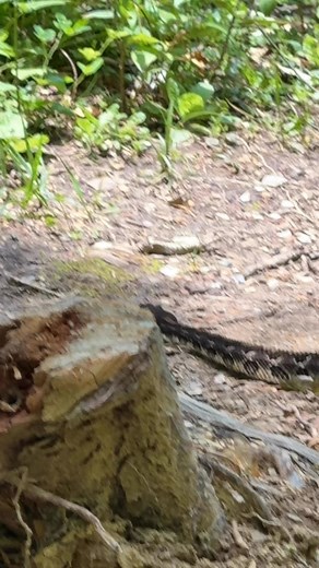 The Great Smoky Mountains are home to 23 snake species, but only two are venomous: the Timber Rattlesnake and the Northern Copperhead, I was happy to see both this Summer ❤️ #ilovethesmokies #cadescove #greatsmokymountains #greatsmokymountainsnationalpark | I Love The Smoky Mountains