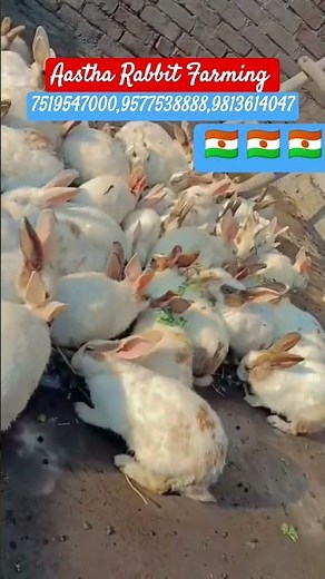 The Untold Truth of Rabbit Farming in India