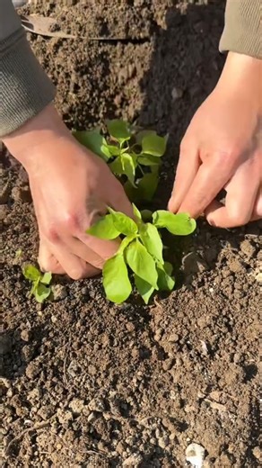 Planting lemon basil seedlings Tutorial #farming #shorts