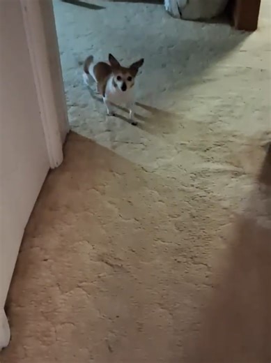 Humorous Dog Acting as Batman