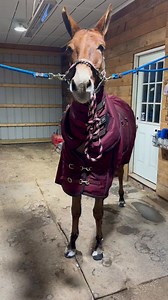 The highly anticipated little Debbie Christmas tree cake! | Kendall Lewis