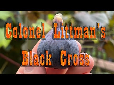 Fig Variety Review: Colonel Littman's Black Cross