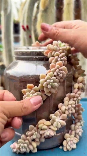 How to Make Succulent Pots from Plastic Bottles (Easy DIY)