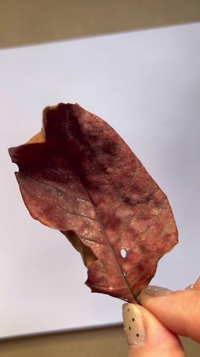 Leaf Drawing Tutorial: A Step-by-Step Guide