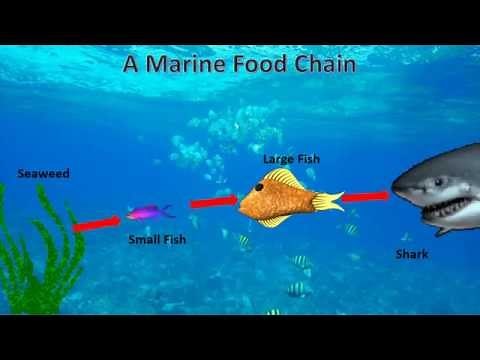 Animated Marine Food Chain (made in PowerPoint)