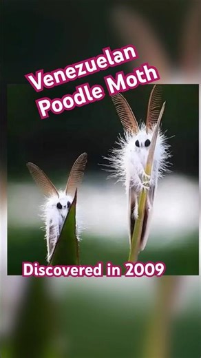 The REAL Poodle Moth #cute #animals #adorable #funnyanimals #poodlemoth #shortsfeed
