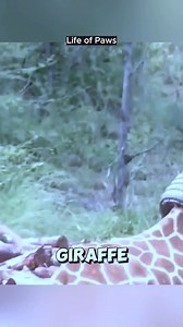 🦒 Heroic Giraffe Stops Cyclist to Protect His Friend ❤️🚴 | Emma Brooks