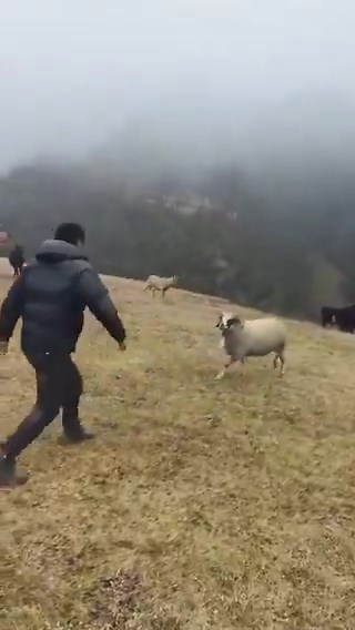 Goat getting confused by man jumping over them